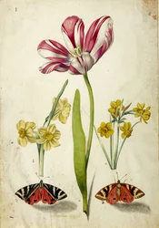 Tulipano, narciso e farfalle, c. 1660