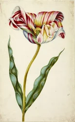 Tulipano