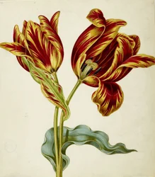 Tulipano, c. 1660