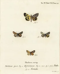 Catocala hymenaea, Amerila puella, e falene Isturgia famula. Incisione a mano colorata su rame di Johann Carl Bock dopo Die Schmetterlinge in Abbildungen nach der Natur di Eugenius Johann Christoph Esper, Erlangen