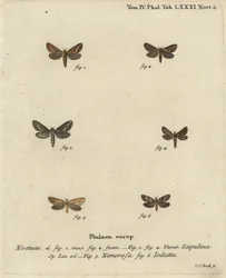 Falena comune, Korscheltellus lupulina, falena dorata, Phymatopus hecta, e Pharmacis carna. Incisione a mano colorata su rame di Johann Carl Bock dopo Die Schmetterlinge in Abbildungen nach der Natur di Eugenius Johann Christoph Esper, Erlangen