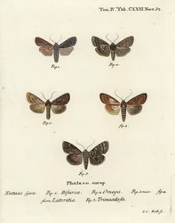 Conformista, Lithophane furcifera, doppia freccia, Graphiphora augur, scarsa bruna, Apamea lateritia, e archi d