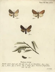 Coxcomb prominente, Ptilodon capucinus