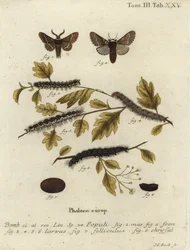 Falena di dicembre, Poecilocampa populi