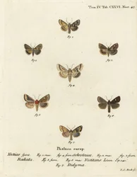 Falena scura, Eremobia ochroleuca 1,4, Cynaeda dentalis 2,3, falena dell
