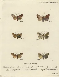 Castagna arricciata, Agrochola helvola 1,2, castagna punteggiata, Conistra rubiginea 3,4, occhio luminoso marrone-linea, Mythimna conigera 5, e tre linee, Charanyca trigrammica 6. Incisione su rame colorata a mano di Johann Carl Bock dopo Die Schmetterling