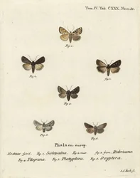Dardo da giardino, Euxoa nigricans 1-3, Hadena filograna 4, broccato di antirrhinum, Calophasia platyptera 5, Simyra nervosa 6. Incisione su rame colorata a mano di Johann Carl Bock dopo Die Schmetterlinge in Abbildungen nach der Natur di Eugenius Johann C