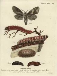 Falena del caprone, Cossus cossus