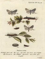Acronicta psi 1-4, e Acronicta tridens 5-8. Incisione a mano colorata su rame di Johann Carl Bock dopo Die Schmetterlinge in Abbildungen nach der Natur di Eugenius Johann Christoph Esper, Erlangen