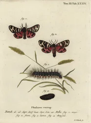 Falena tigre di Hebe, Arctia festiva