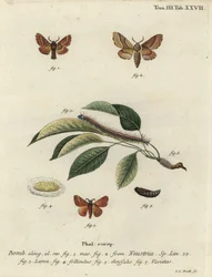 Falena Lackey, Malacosoma neustria