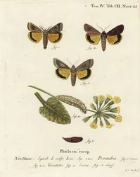 Grande falena gialla, Noctua pronuba, e varietà. Incisione a mano colorata su rame di Johann Carl Bock dopo Die Schmetterlinge in Abbildungen nach der Natur di Eugenius Johann Christoph Esper, Erlangen