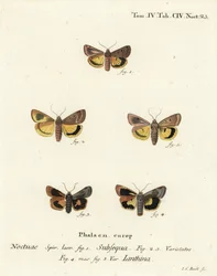 Falena gialla lunare, Noctua orbona 1, e falena gialla a bordo stretto o falena gialla di Langmaid, Noctua janthina 2-5. Incisione su rame colorata a mano di Johann Carl Bock dopo Die Schmetterlinge in Abbildungen nach der Natur di Eugenius Johann Christop
