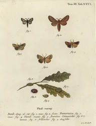 Falena Malacosoma franconicum e festone, Apoda limacodes