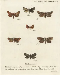 Pharmacis carna 2-4, ala arancione, Triodia sylvina 5,6, e ala d