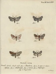 Falena polverosa, castagna rossa, falena di mattoni, ecc.
