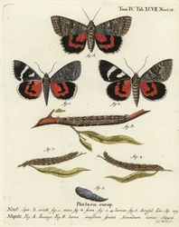 Catocala nupta. Incisione a mano colorata su rame di Johann Carl Bock dopo Die Schmetterlinge in Abbildungen nach der Natur di Eugenius Johann Christoph Esper, Erlangen