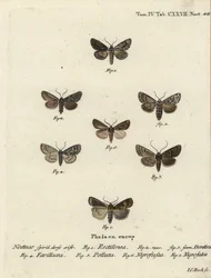 Ipparco rettilineo, Hyppa rectilinea 1, falena delle cesoie, Hada plebeja 2,3, pugnale di palude, Acronicta strigosa 4, pinione macchiato di marrone, Agrochola litura 5, dardo a linea bianca, Euxoa nigrofusca 6, Opigena polygona 7. Incisione a mano colorat