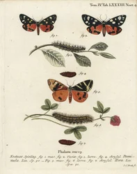 Callimorpha dominula 1-4, e Euplagia quadripunctaria 5-7. Incisione a mano colorata su rame di Johann Carl Bock dopo Die Schmetterlinge in Abbildungen nach della Natur di Eugenius Johann Christoph Esper, Erlangen