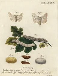Falena della seta, Bombyx mori