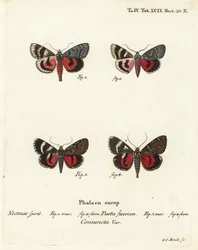 Farfalle sottoala, Catocala pacta e Catocala coniuncta. Incisione a mano colorata di Johann Carl Bock dopo Eugenius Johann Christoph Esper