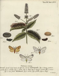 Ermellino bianco, Spilosoma lubricipeda
