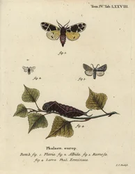 Falena tigre gialla, larva di ermellino bianco, ecc.