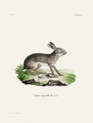 «La lepre indiana» di Johann Christian Daniel von Schreber.