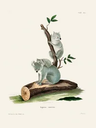 Koala di Johann Andreas Wagener