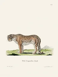 Leopardo di Johann Andreas Wagener