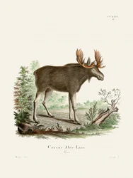 Moose di Johann Christian Daniel von Schreber.