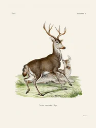 Cervo mulo, di Johann Christian Daniel von Schreber.