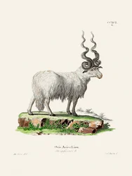Ovis Aries di Johann Andreas Wagener e Johann Christian Daniel Von Schreber.
