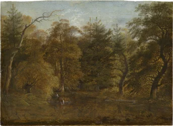 Paesaggio forestale con laghetto