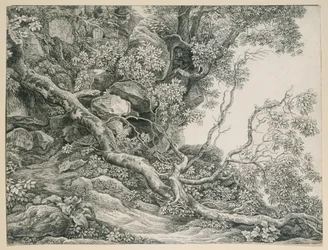 Alberi su un pendio roccioso