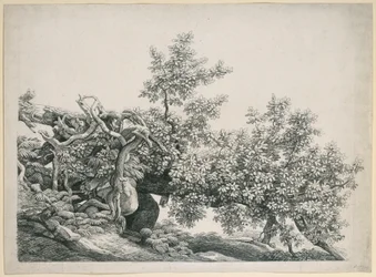 Studio di albero. Tronco caduto con radici esposte