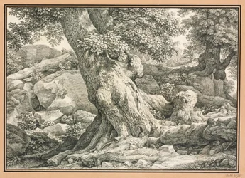Studio di alberi su terreno roccioso