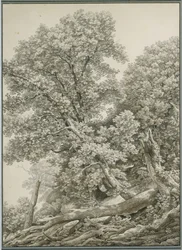 Grande studio di albero