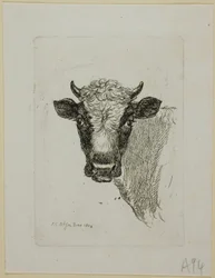 Testa di un giovane toro, da Die Zweite Thierfolge
