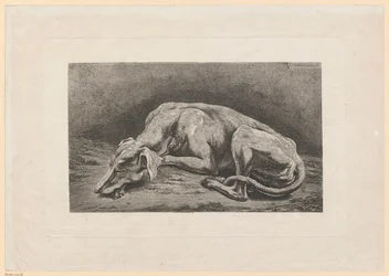 Levriero addormentato