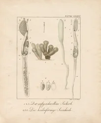Anatomia degli invertebrati marini: Sughero di mare e scricciolo di mare (incisione su rame)