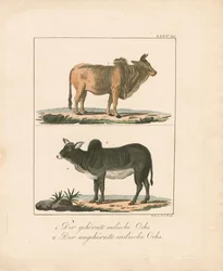 Buoi indiani con e senza corna (litografia colorata a mano)