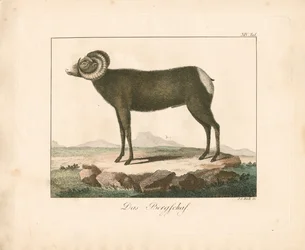 Il muflone (incisione colorata a mano)