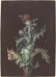 Cardo con insetti
