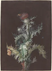 Cardo con insetti, ca. 1755