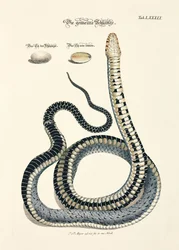 Serpente comune con uova