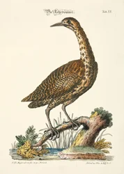 Amari eurasiatici