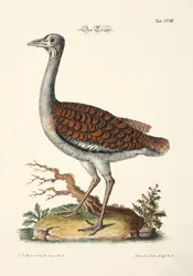 Otarda