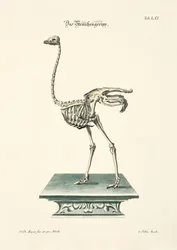 Scheletro di struzzo
