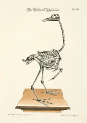 Scheletro di tarabuso eurasiatico